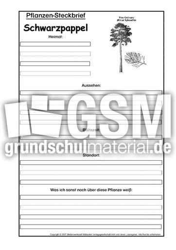 Pflanzensteckbrief-Schwarzpappel-SW.pdf